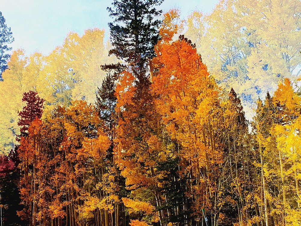 Fall Colors II-Color Blast art print by William Tenoever for $57.95 CAD