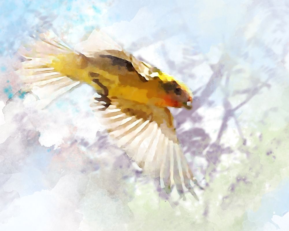 Oriole art print by William Tenoever for $57.95 CAD