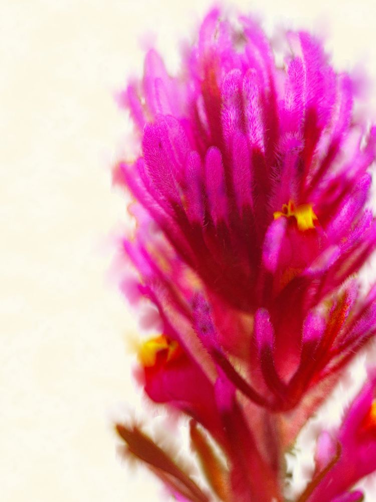 Owl Clover in Bloom 1 art print by William Tenoever for $57.95 CAD