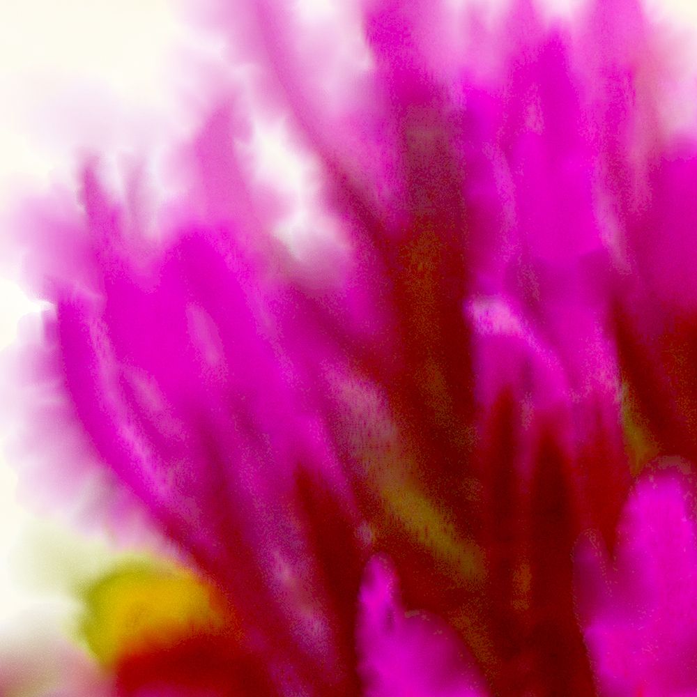 Owl Clover in Bloom 3 art print by William Tenoever for $57.95 CAD
