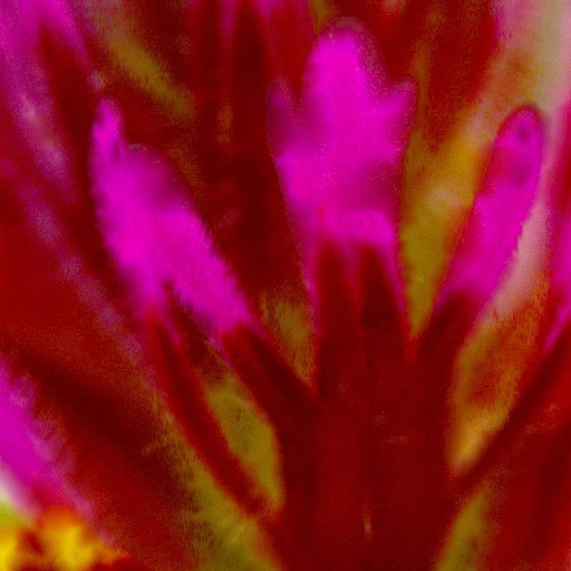 Owl Clover in Bloom 4 art print by William Tenoever for $57.95 CAD