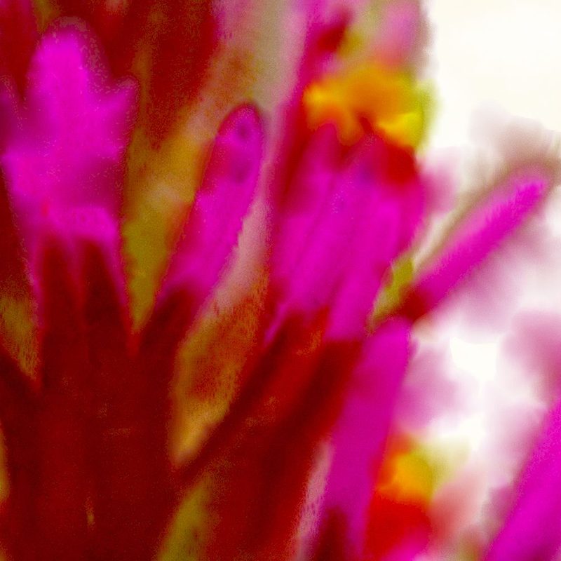 Owl Clover in Bloom 5 art print by William Tenoever for $57.95 CAD