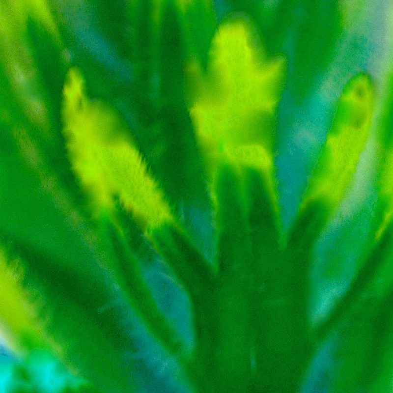 Green Flora 3 art print by William Tenoever for $57.95 CAD