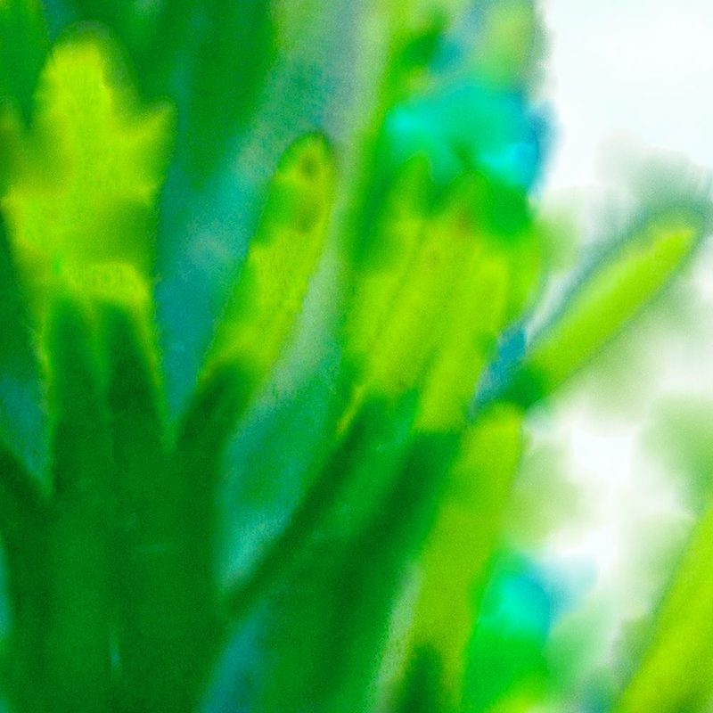 Green Flora 4 art print by William Tenoever for $57.95 CAD