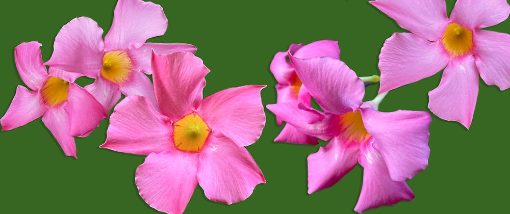 Pink Flowers on Green art print by William Tenoever for $57.95 CAD
