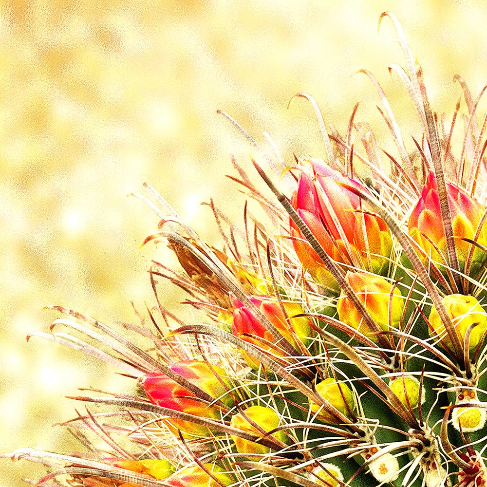 Gold Type: Barrel Cactus 1a art print by William Tenoever for $57.95 CAD