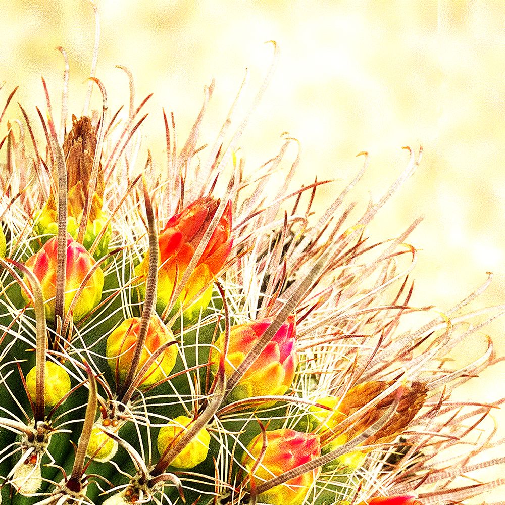 Gold Type: Barrel Cactus 1b art print by William Tenoever for $57.95 CAD