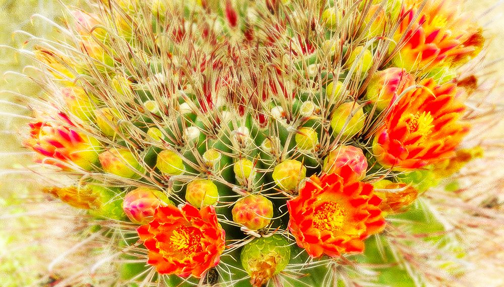 Gold Type: Barrel Cactus 3 art print by William Tenoever for $57.95 CAD
