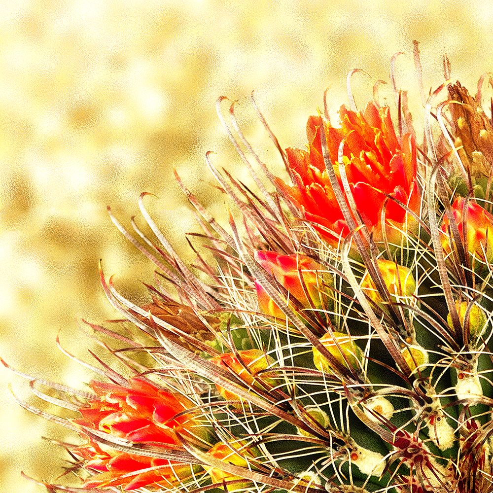 Gold Type: Barrel Cactus 2a art print by William Tenoever for $57.95 CAD