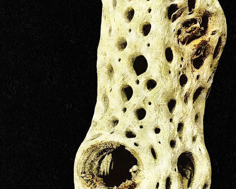 Gold Type: Cholla Bones 3 art print by William Tenoever for $57.95 CAD