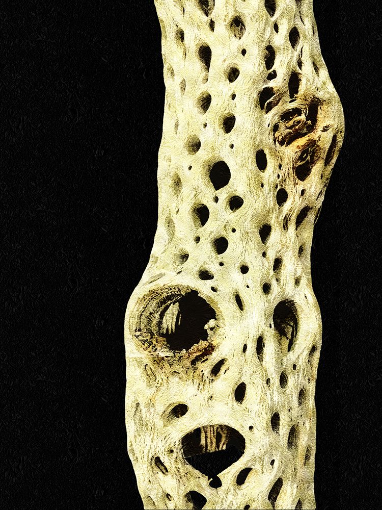 Gold Type: Cholla Bones 4 art print by William Tenoever for $57.95 CAD