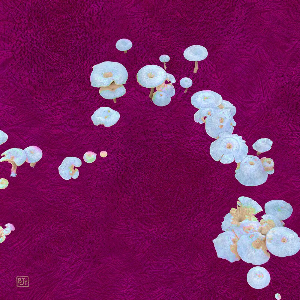 White Mushrooms Ver1 art print by William Tenoever for $57.95 CAD