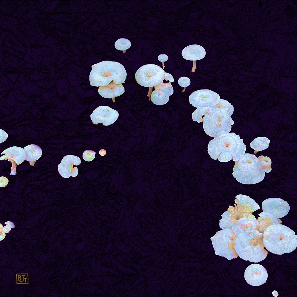 White Mushrooms Ver2 art print by William Tenoever for $57.95 CAD