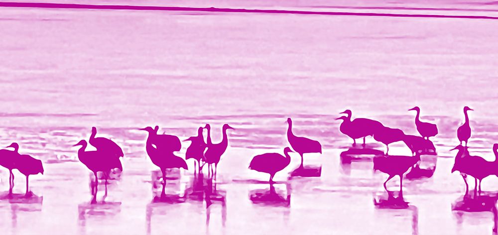 Sand Hill Cranes in Willcox 1a art print by William Tenoever for $57.95 CAD