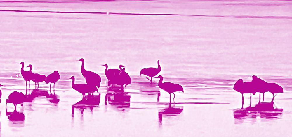 Sand Hill Cranes in Willcox 1b art print by William Tenoever for $57.95 CAD