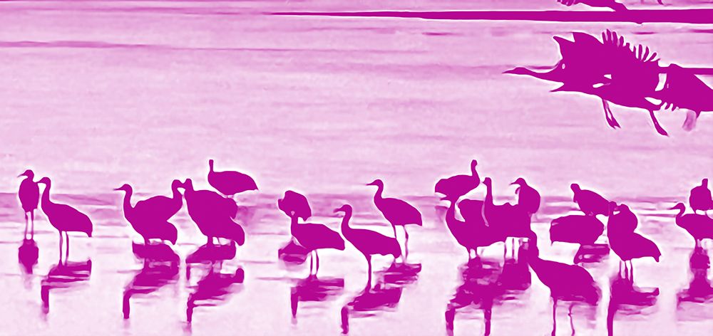Sand Hill Cranes in Willcox 1c art print by William Tenoever for $57.95 CAD