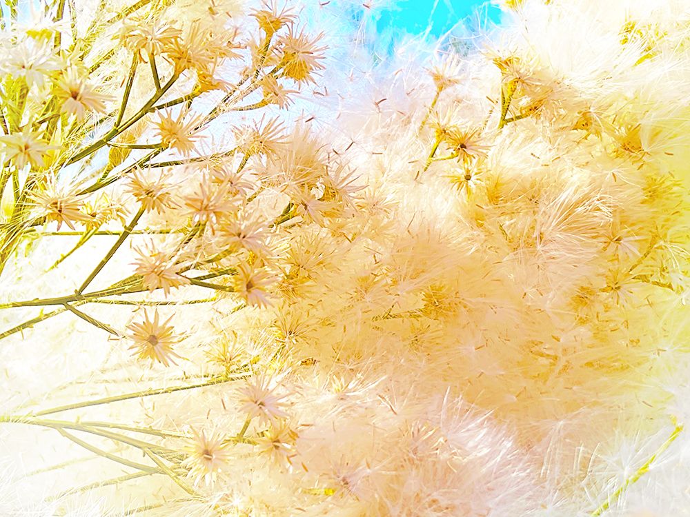 ColorMoods:BroomBlooms1 art print by William Tenoever for $57.95 CAD