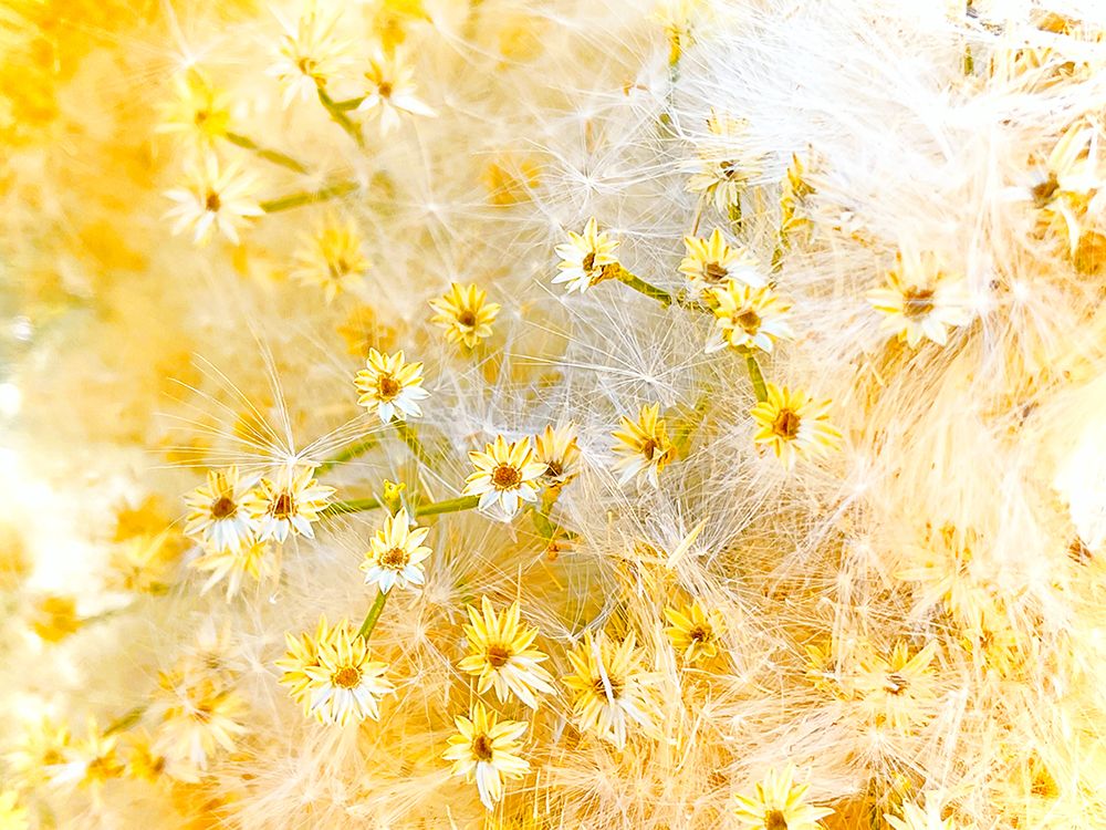 ColorMoods:BroomBlooms2 art print by William Tenoever for $57.95 CAD