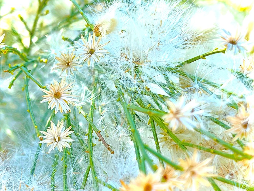 ColorMoods:BroomBlooms3 art print by William Tenoever for $57.95 CAD