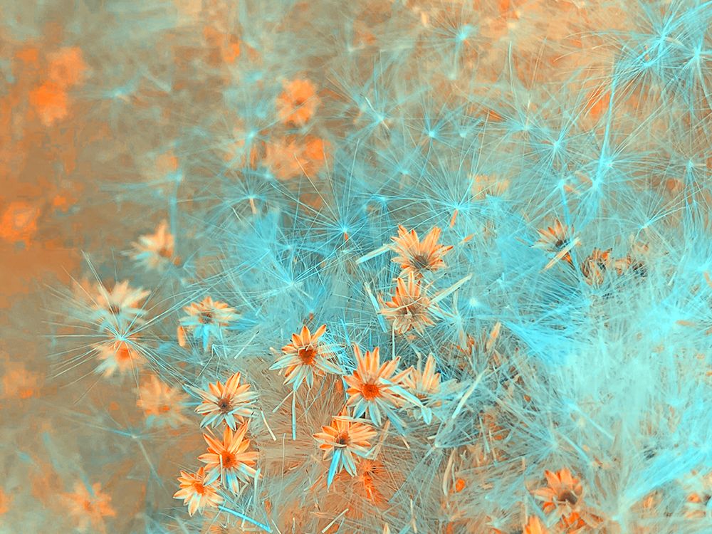 ColorMoods:BroomBlooms4 art print by William Tenoever for $57.95 CAD