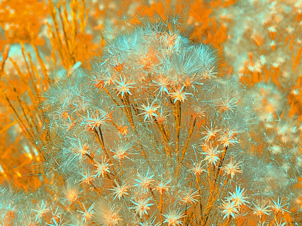 ColorMoods:BroomBlooms6 art print by William Tenoever for $57.95 CAD