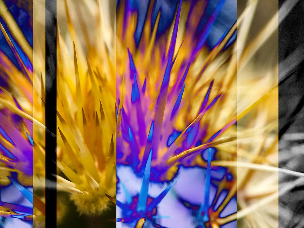 CactusColorStripes art print by William Tenoever for $57.95 CAD