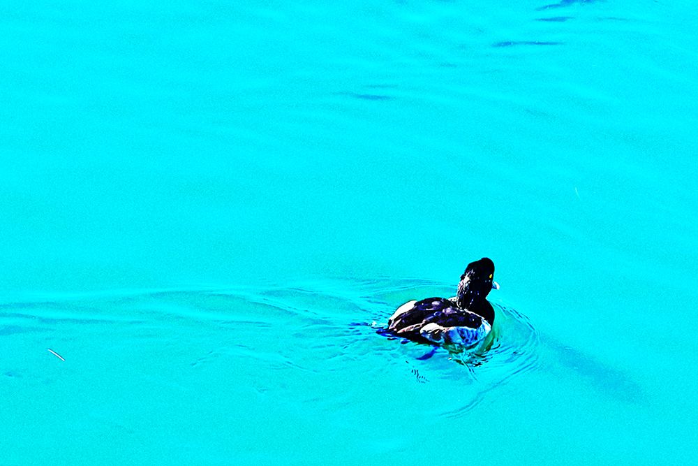 ColorMoods:Ducks1 art print by William Tenoever for $57.95 CAD