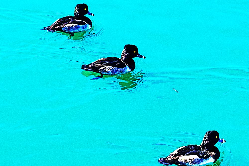ColorMoods:Ducks2 art print by William Tenoever for $57.95 CAD