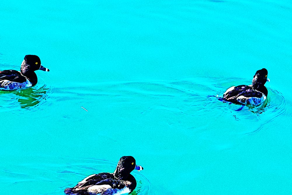 ColorMoods:Ducks3 art print by William Tenoever for $57.95 CAD