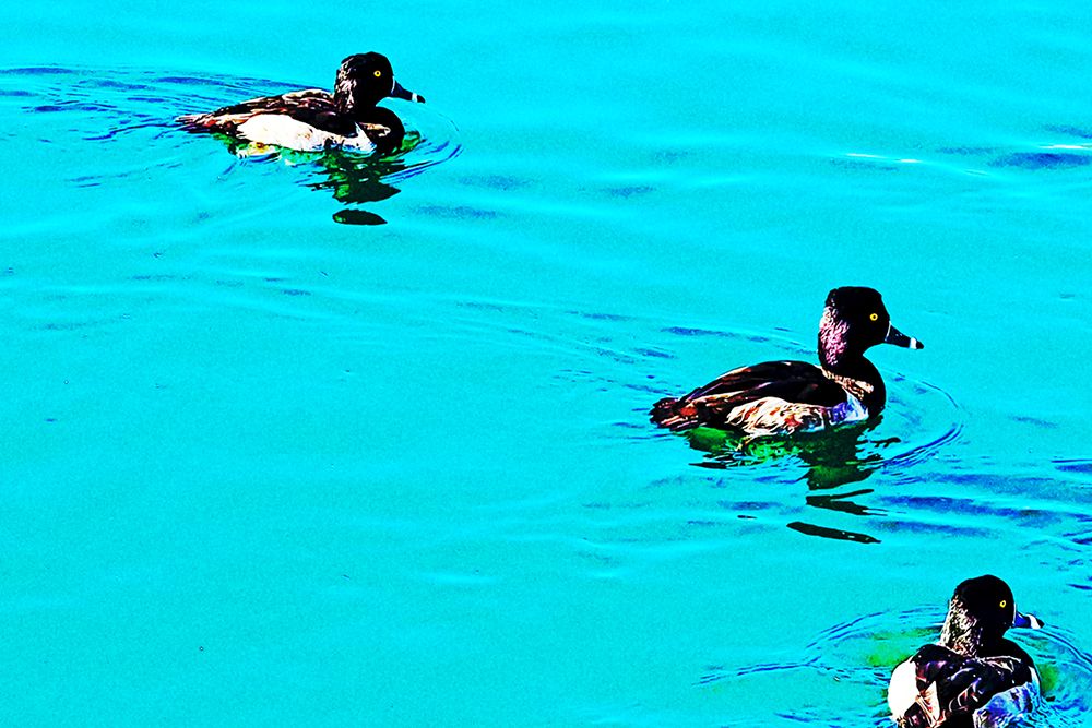 ColorMoods:Ducks4 art print by William Tenoever for $57.95 CAD