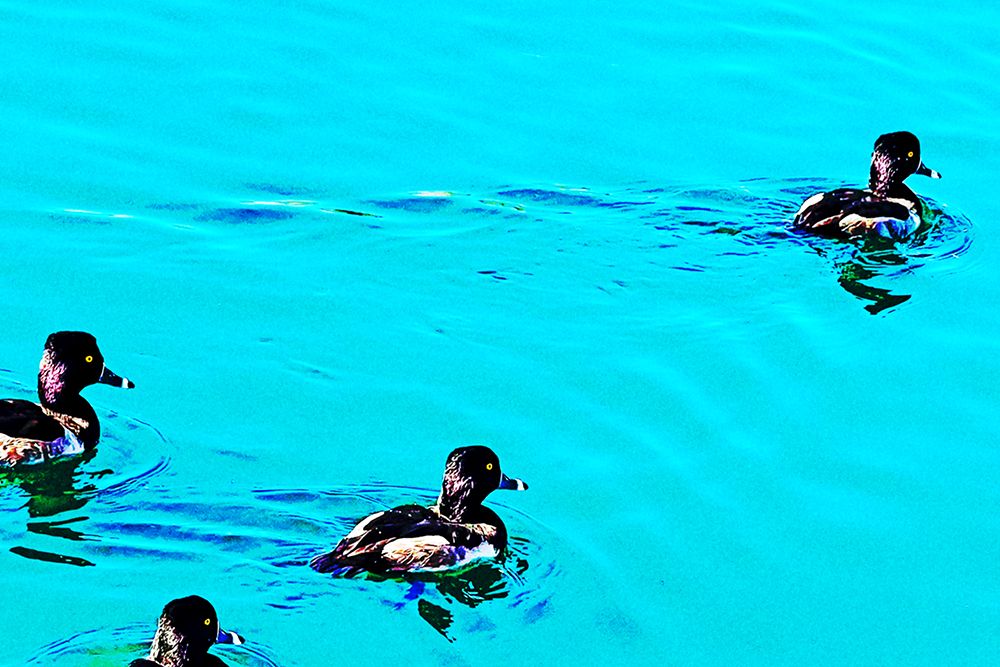 ColorMoods:Ducks5 art print by William Tenoever for $57.95 CAD