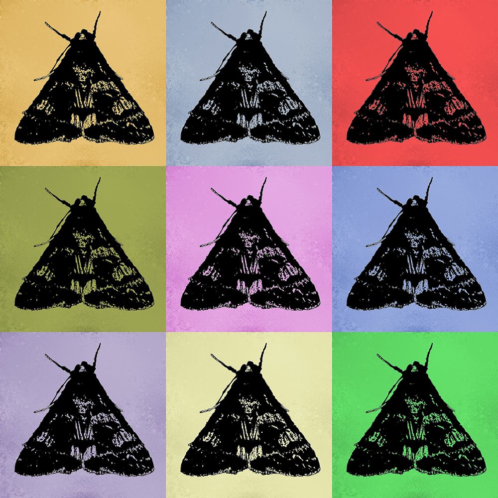 ColorMoods:Moth1 art print by William Tenoever for $57.95 CAD