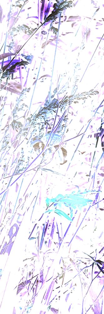 Flora Impressions 1 art print by William Tenoever for $57.95 CAD