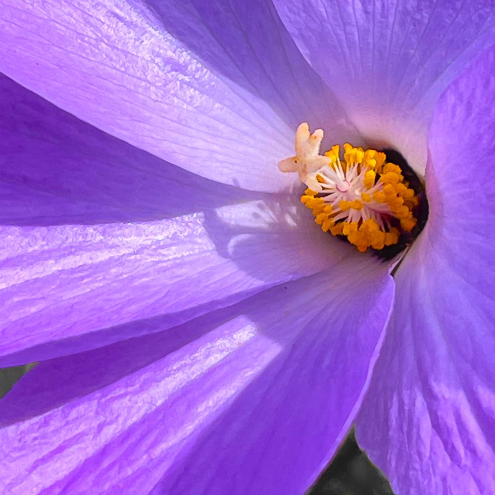 Blue Hibiscus 3 art print by William Tenoever for $57.95 CAD