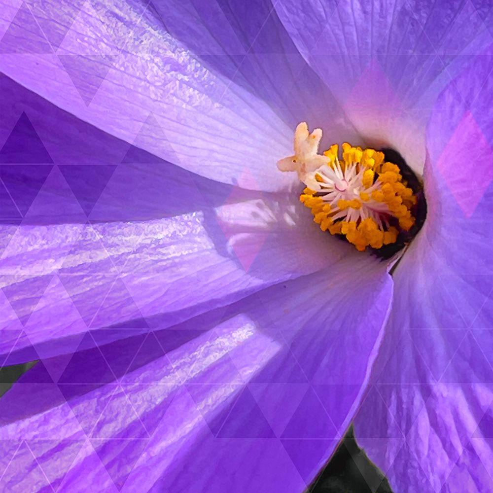 Blue Hibiscus Geometric art print by William Tenoever for $57.95 CAD