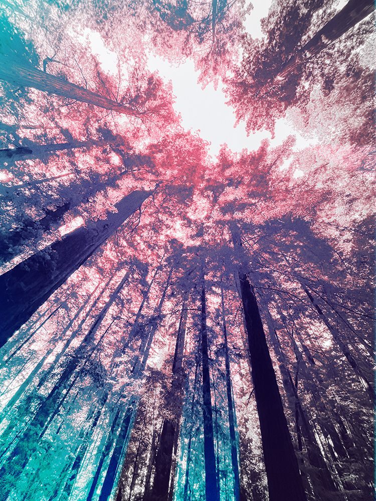 Redwood Trees Tint 1 art print by William Tenoever for $57.95 CAD