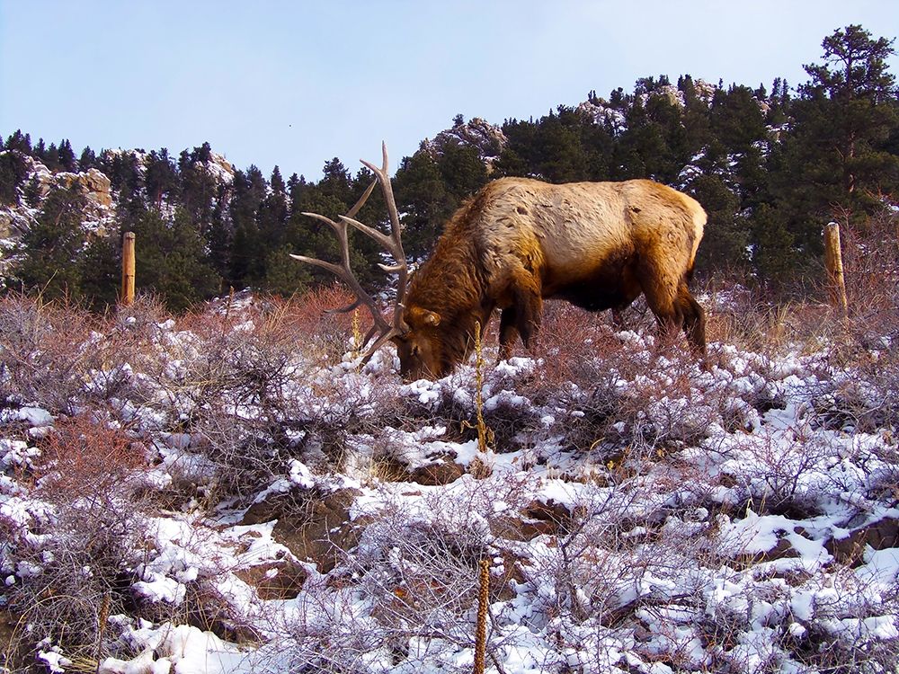 Estes Park 1: Elk art print by William Tenoever for $57.95 CAD