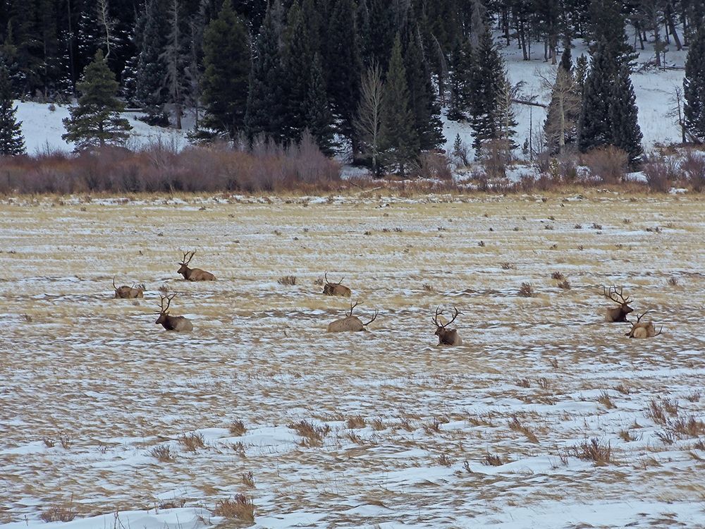 Estes Park 2: Elk Herd art print by William Tenoever for $57.95 CAD