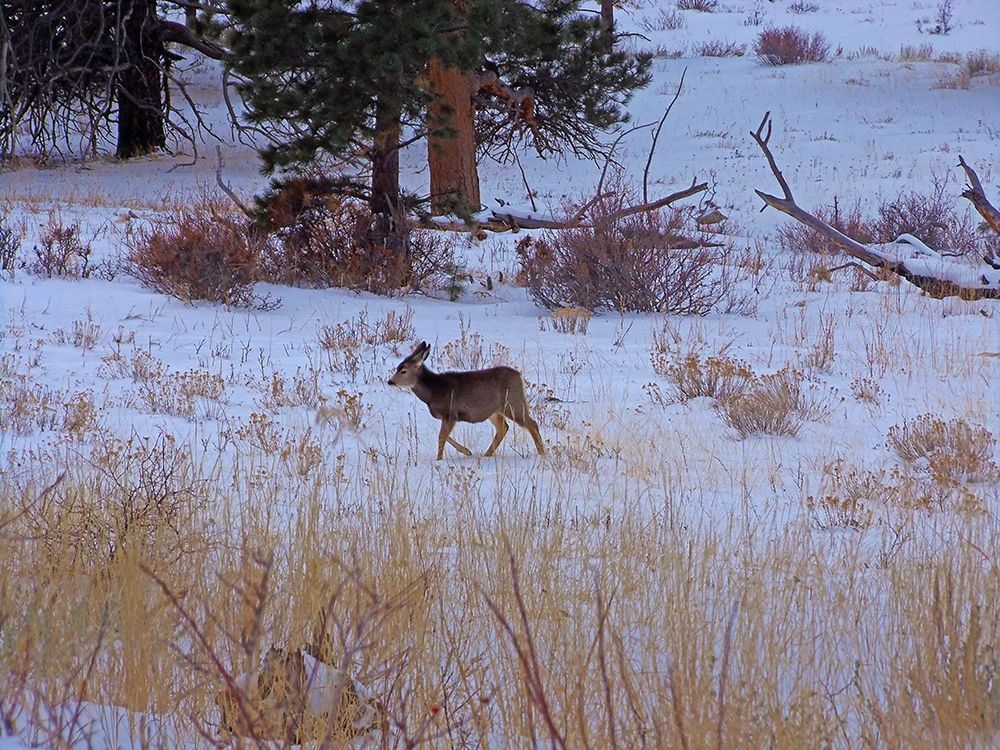 Estes Park 3: Elk Calf art print by William Tenoever for $57.95 CAD