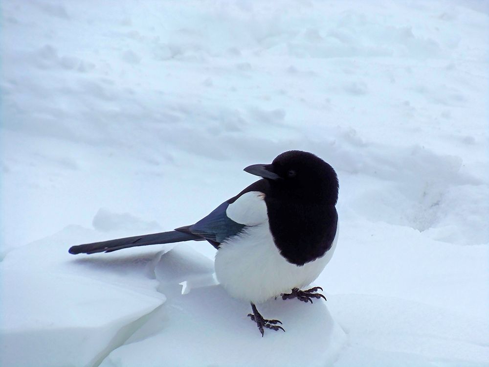 Magpie art print by William Tenoever for $57.95 CAD