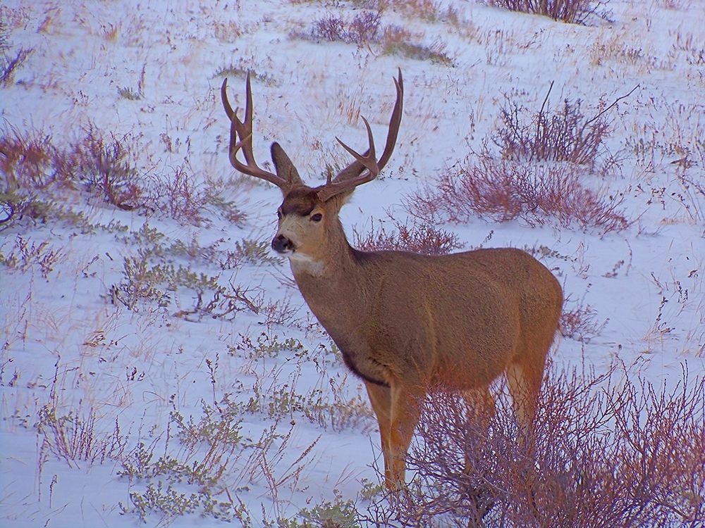 Estes Park 4: Bull Deer I art print by William Tenoever for $57.95 CAD