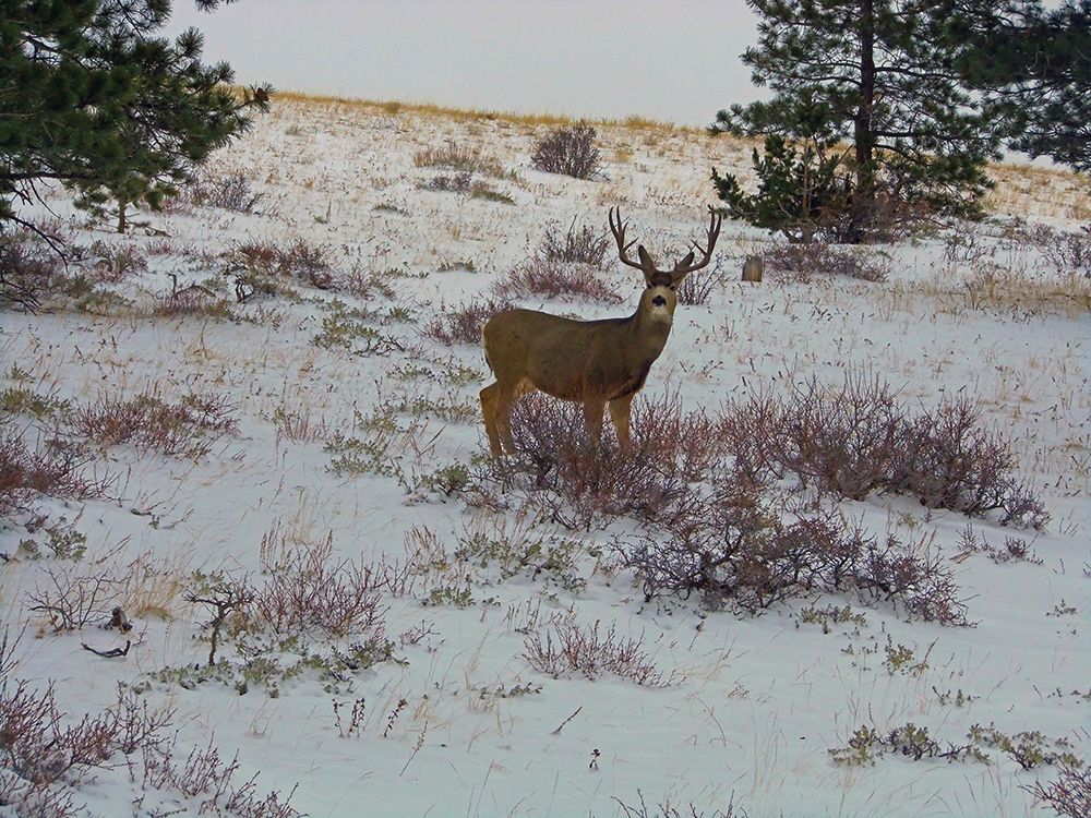 Estes Park 5: Bull Deer II art print by William Tenoever for $57.95 CAD