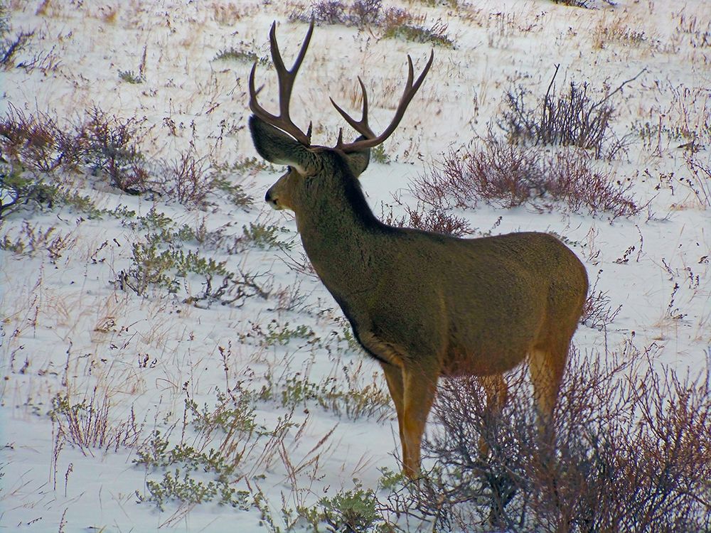 Estes Park 6: Bull Deer III art print by William Tenoever for $57.95 CAD