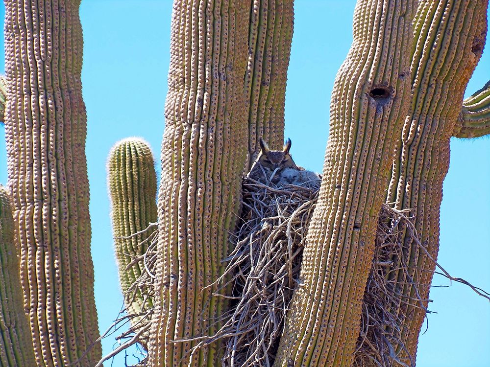 Great Horned Owl I art print by William Tenoever for $57.95 CAD
