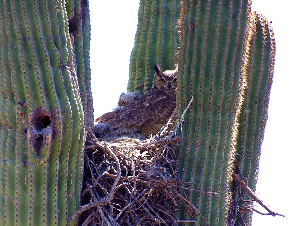 Great Horned Owl II art print by William Tenoever for $57.95 CAD