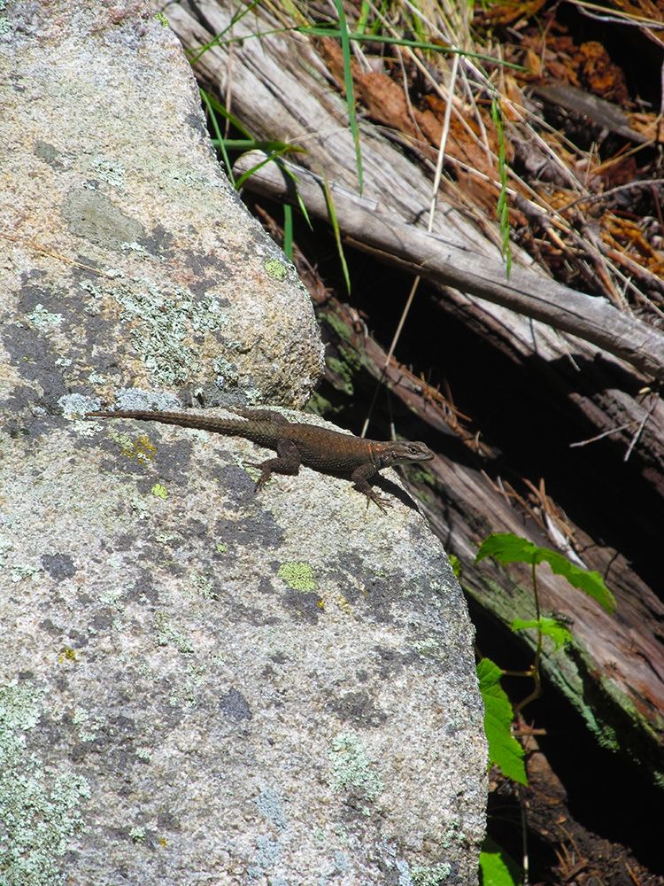 Lizard I art print by William Tenoever for $57.95 CAD