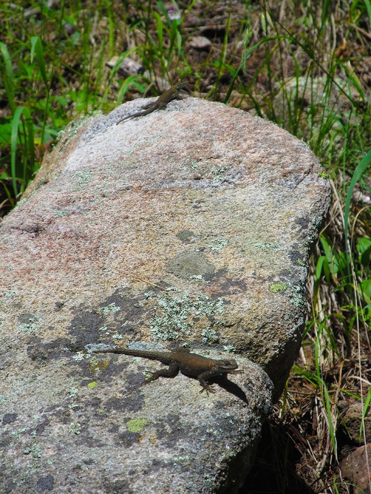 Lizard II art print by William Tenoever for $57.95 CAD
