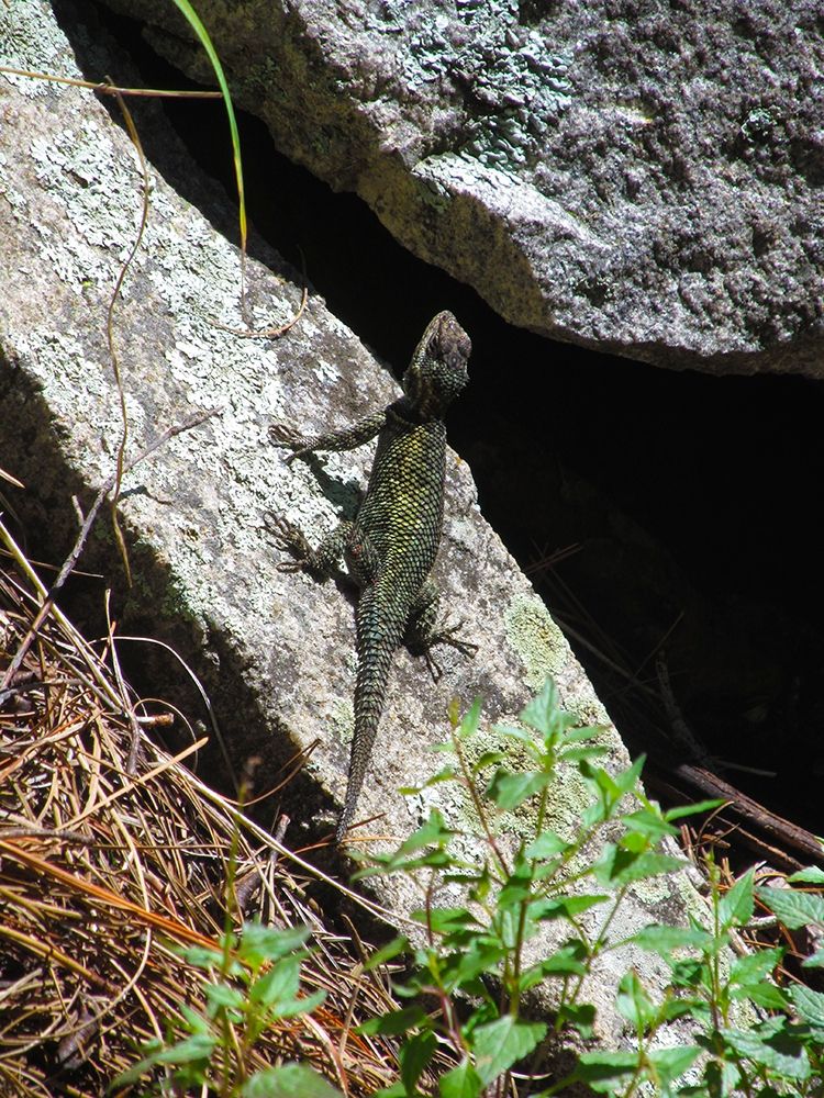 Lizards III art print by William Tenoever for $57.95 CAD