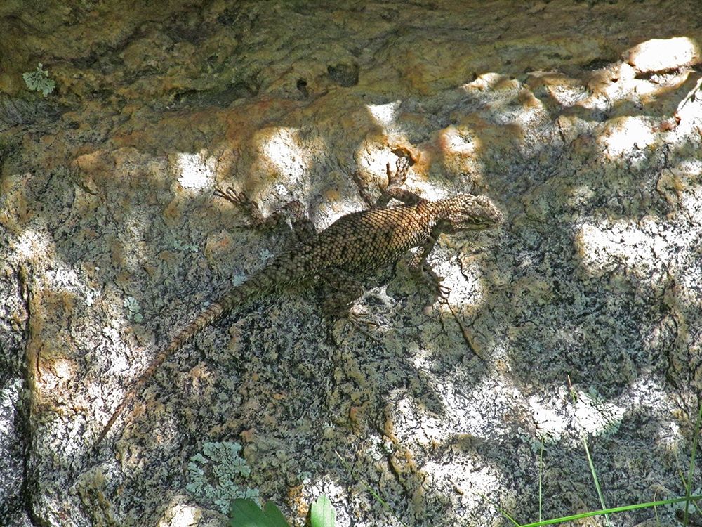 Lizard IV art print by William Tenoever for $57.95 CAD