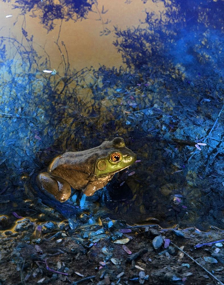 Frog I art print by William Tenoever for $57.95 CAD